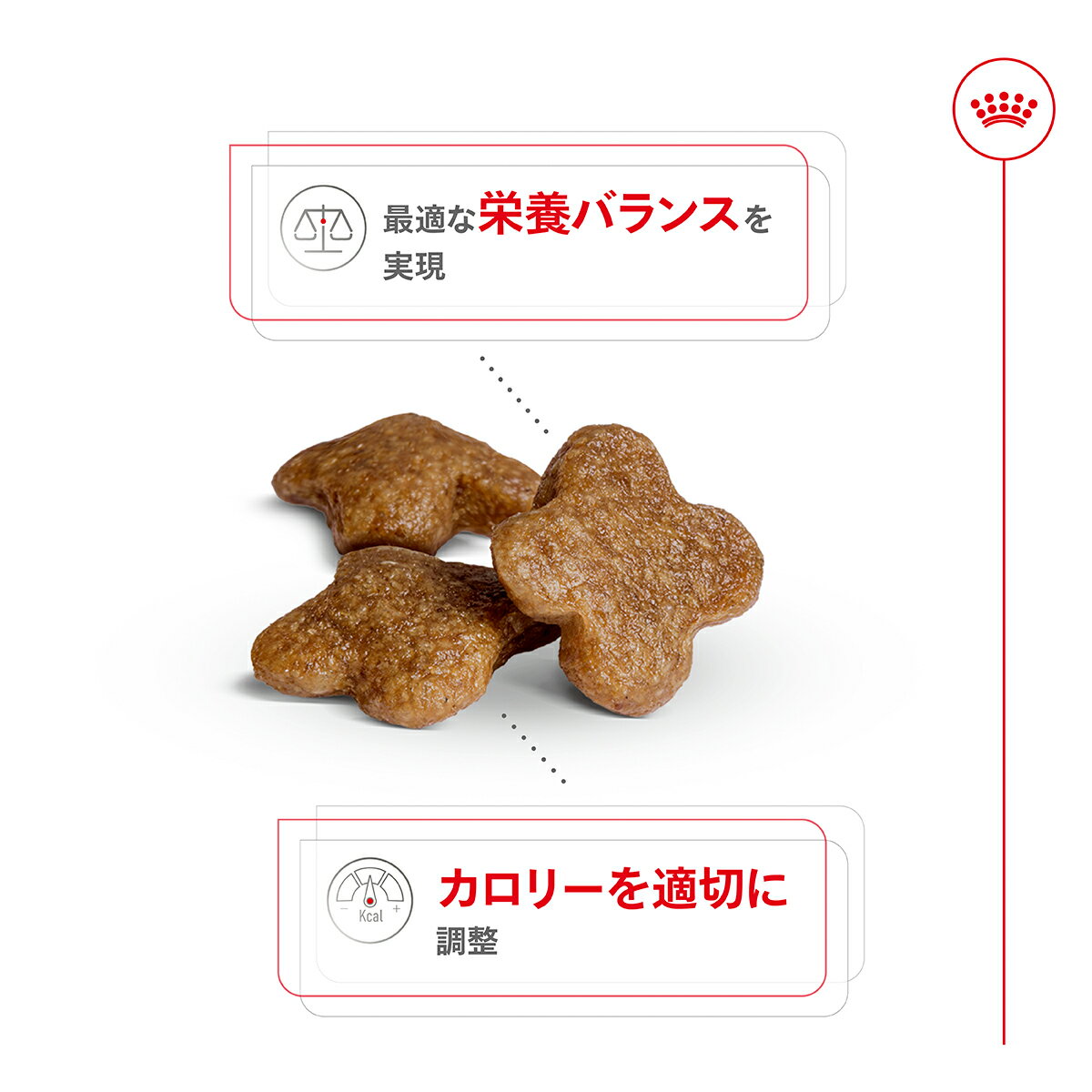 【店内ポイント最大42倍！5月18日！】ロイヤルカナン 犬 ドッグフード サイズヘル...