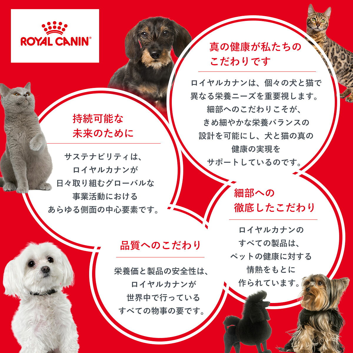 【店内ポイント最大41倍！本日限定！】ロイヤルカナン ROYAL CANIN キャットフード フィーライン ヘルス ニュートリション ウェット グレービー エイジング11＋ 85g×12個 猫 パウチ シニア猫 老猫 高齢 11歳以上 koji-10052492 コジコジ サンプル画像3