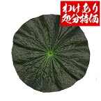 ●アウトレットセール●【お盆用品】お供え用 ハスの葉（大）8寸(約24cm) 蓮の葉/蓮葉/はすの葉 お盆飾り