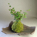 苔玉 ワイヤープランツ 苔 グリーンインテリア 植物 小物 緑 グリーン モス 観葉植物 ハイゴケ