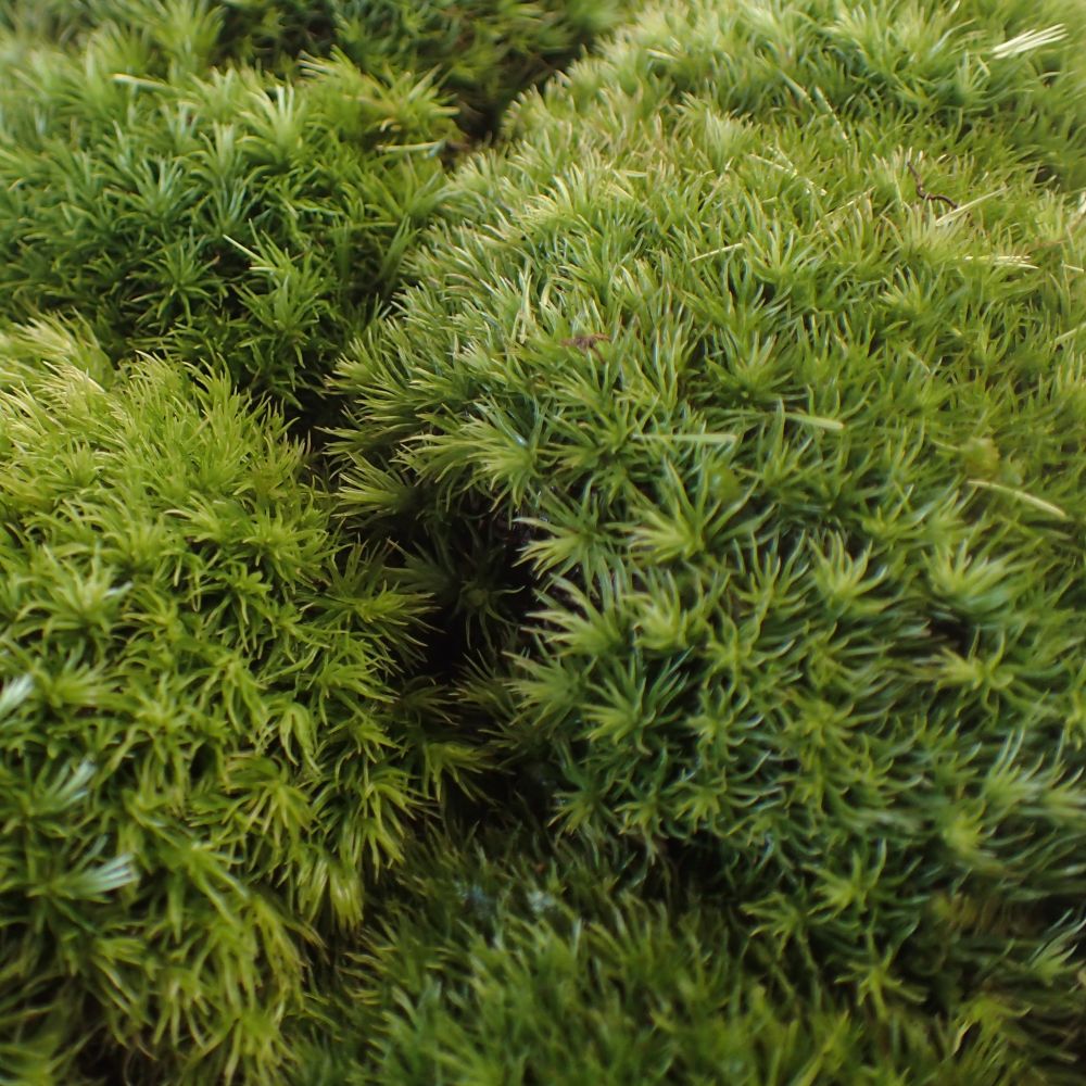 ����ϥ��饬���� ��ޥ��� �ޥ󥸥奦���� �ƥ�ꥦ�� ���ߺ� ����