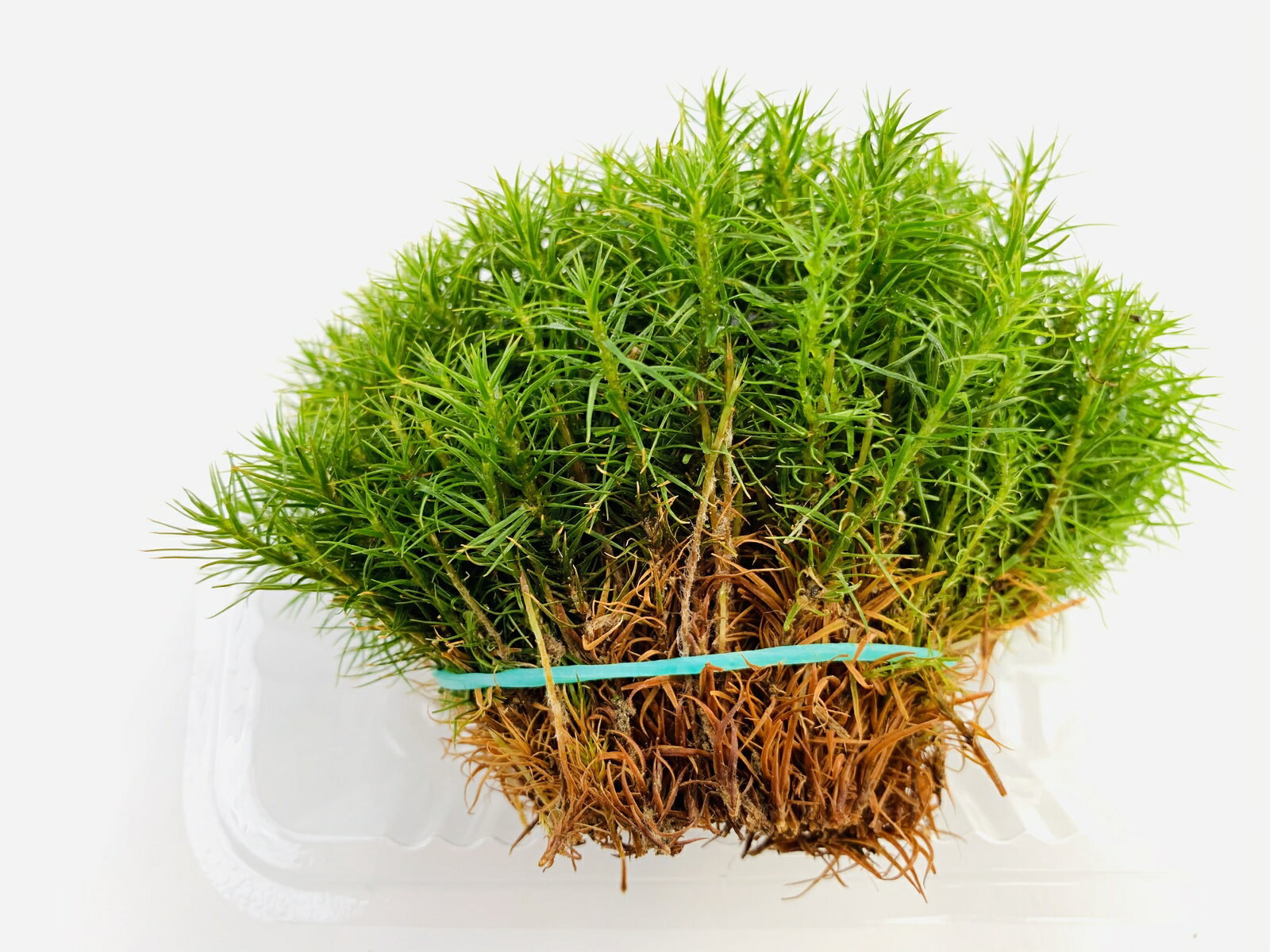 常緑で美しい ポピュラーな苔の一つです 送料無料 ワンコインシリーズ スギゴケ 12×10パック テラリウム 盆栽 盆景 管理説明書付き  人気No.1/本体