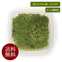送料無料 メール便対応 ヤマゴケ( ホソバオキナゴケ or アラハシラガゴケ )【未洗浄グレード】 苔テラリウム用 苔