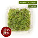 送料無料 メール便対応 ツヤゴケ【未洗浄グレード】