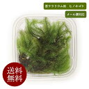 送料無料 メール便 対応 ヒノキゴケ 【未洗浄グレード】