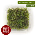 送料無料 メール便対応 ムチゴケ【未洗浄グレード】苔テラリウム 苔むすび 苔 苔専門店 テラリウム コケ こけ セミオープン トラブルが少ない 未洗浄