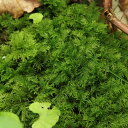 \20日全品P5倍/\品質保証/【苔パック シノブゴケ】 苔テラリウム用 苔 シノブ 這うタイプの苔 繊細に分岐した茎葉がとても美しい苔