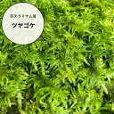 \20日全品P5倍/\品質保証/【 苔パック ツヤゴケ 】 苔テラリウム用 苔 ツヤ 這う 苔テラリウム用 這うタイプの苔 葉にツヤがある セミオープン向け