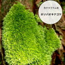 \品質保証/【苔パック ホソバオキナゴケ 】苔テラリウム用 苔パック ヤマゴケ ホソバ 苔 山苔 こけ パック 苔玉 苔テラリウム 苔盆栽 芝生のように増える ...