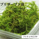 クラフトモス 苔パック フトリュウビゴケ 苔むすび テラリウム 苔 ドーム キット 苔のプリザーブド ガラス容器 ミニ ミニチュア プレゼント プリザーブドモス...