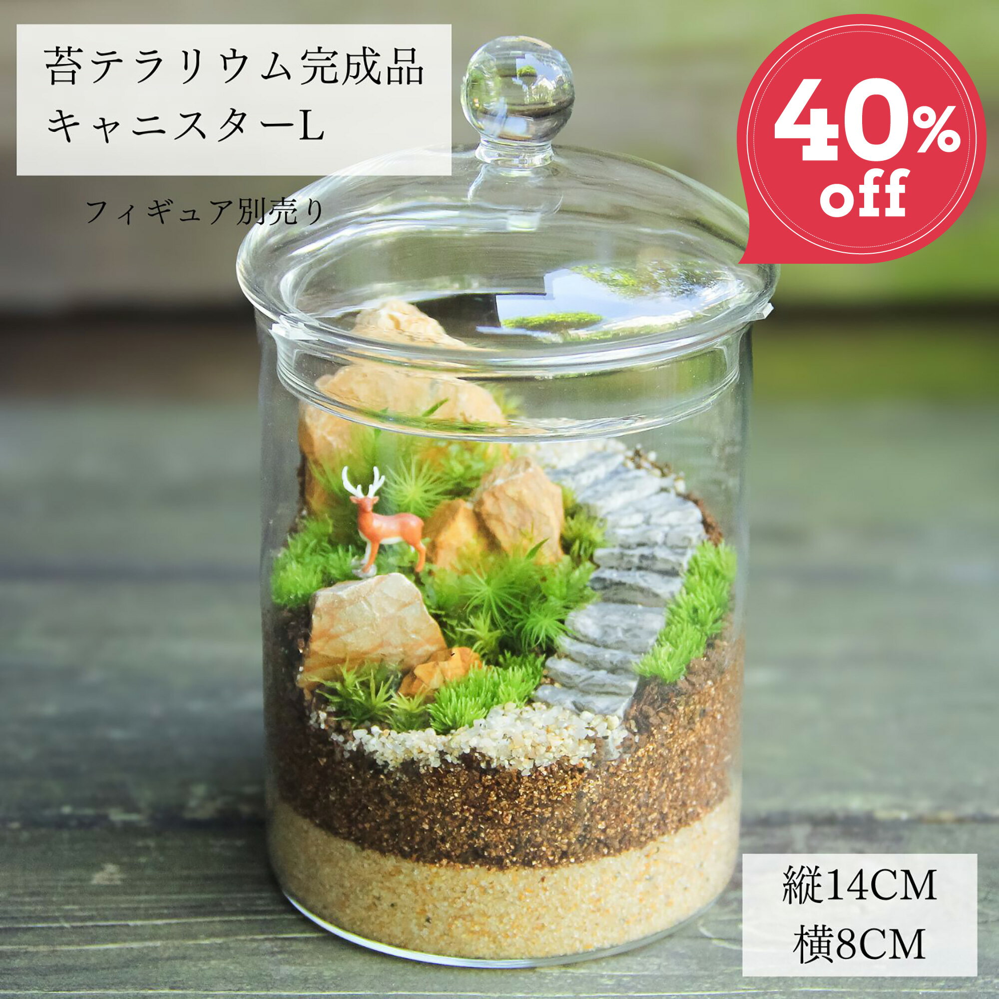 【苔テラリウム完成品 キャニスターL】苔テラリウム 観葉植物 インテリア 父の日 リビング 植物 盆栽 室内 園芸 ガーデニング 開店祝い 新築祝い 結婚祝い 敬老の日 ギフト プレゼント 鎌倉 苔テラリウム専門店