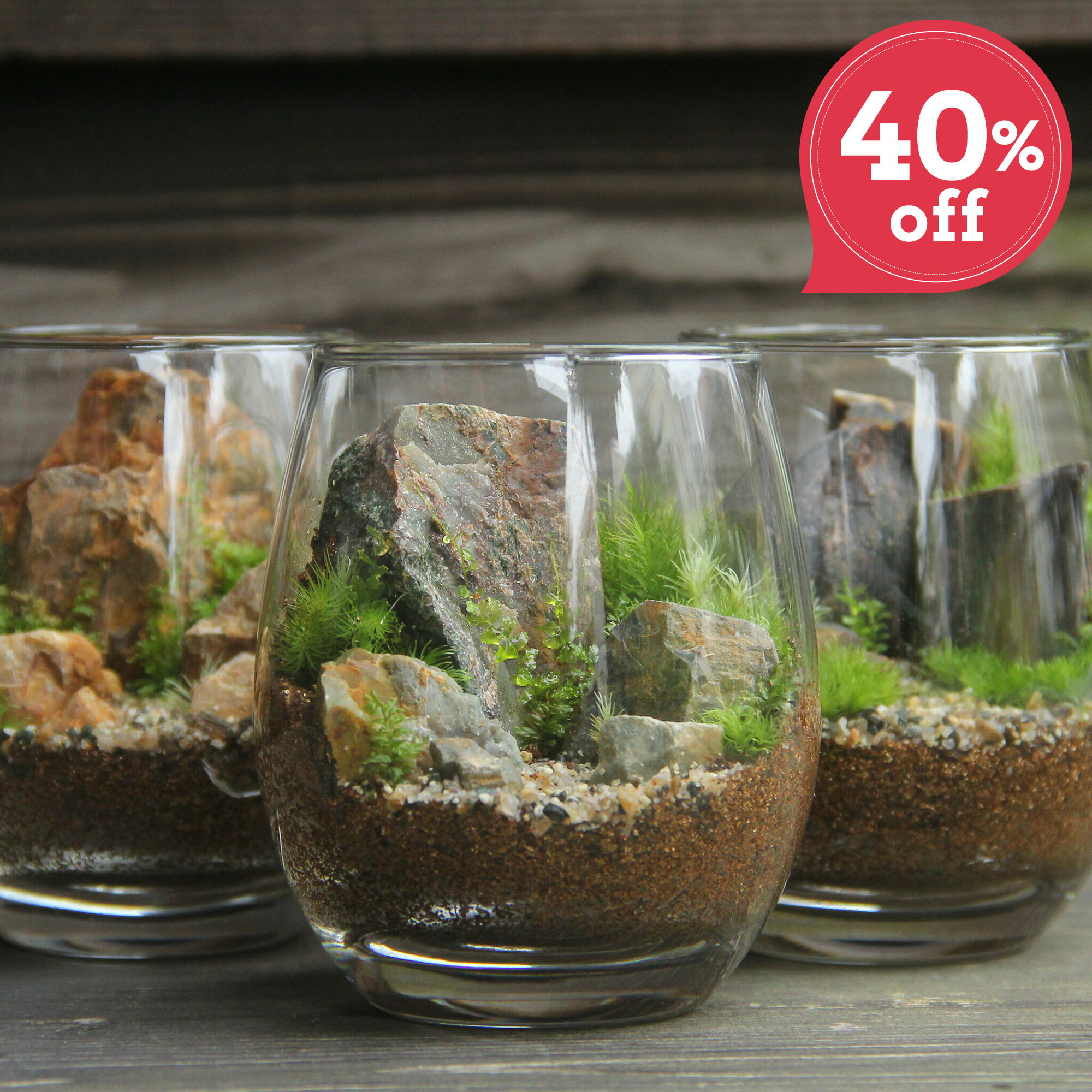 【苔テラリウム完成品 ドロップL 】 観葉植物 インテリア 父の日 リビング 植物 盆栽 室内 園芸 ガーデニング 開店祝い 新築祝い 結婚祝い 敬老の日 ギフト プレゼント 鎌倉 苔テラリウム専門店