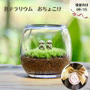 【苔テラリウム完成品 おちょこけ_双子地蔵】苔テラリウム 敬老の日 苔 乾燥に強い 初心者 観葉植物 インテリア リビング 植物 盆栽 室内 園芸 ガーデニング 開店祝い 新築祝い 結婚祝い ギフト プレゼント