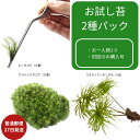 【送料無料ワンコイン】買いまわり期間限定 苔のお試し便