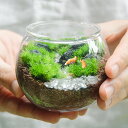 苔テラリウム キツネ 渓流の風景_ボウルM 観葉植物 父の日 ギフト