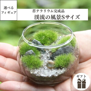 【渓流の風景ボウルS】観葉植物 インテリア 父の日 リビング 植物 盆栽 室内 園芸 ガーデニング 開店祝い 新築祝い 結婚祝い 敬老の日 ギフト プレゼント 鎌倉 苔テラリウム専門店