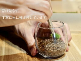 おちょこけ_家とヤギ【苔テラリウム(コケリウム)】