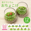 【苔テラリウム完成品 おちょこけ】テラリウム 手の平サイズ 乾燥に強い苔 初めての方におすすめ 観葉