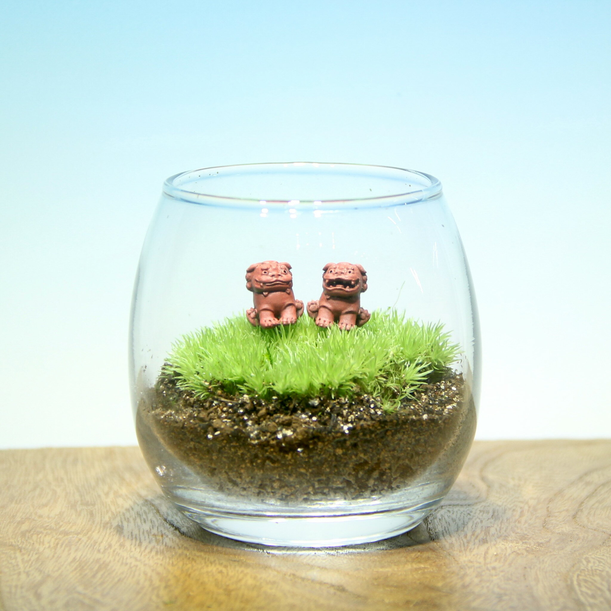 ＼送料無料／【苔テラリウム シーサーペア おちょこけ】 苔むすび 苔 ホソバオキナゴケ BONSAI 苔テラ..