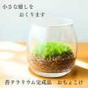 手乗りサイズの苔テラリウム完成品 おちょこけ_フィギュアなし テラリウム 観葉植物 完成品 苔 ガラス容器 ギフト ガラス 苔むすび セミオープン コケ BON...
