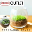 【数量限定 \送料無料/OUTLET】癒しの苔テラリウム完成品 アウトレット特価 テラリウム 苔 観葉植物 小型 インテリア 卓上 室内