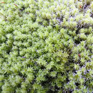 【テラリウム コケリウム 苔 コケ 苔テラリウム 苔リウム アクアリウム アクアテラリウム 観葉植物 園芸 ハイドロカルチャー ガーデニング グリーン インテリア 緑 苔盆栽 癒し moss 初心者 パック】 スナゴケ ミニ