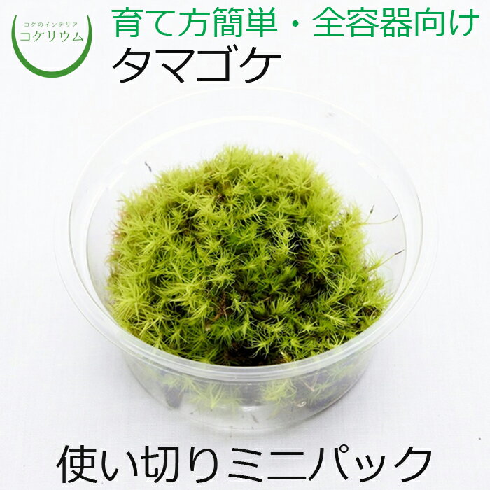 【テラリウム コケリウム 苔 コケ 苔テラリウム 苔リウム アクアリウム アクアテラリウム 観葉植物 園芸 ハイドロカルチャー ガーデニング グリーン インテリア 緑 苔盆栽 癒し moss 初心者 パック】 タマゴケ ミニ