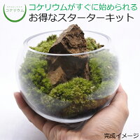 【観葉植物 おしゃれ ミニ テラリウム キット コケリウム 苔 コケ 苔テラリウム 苔リウム アクアリウム アクアテラリウム 園芸 ハイドロカルチャー ガーデニング グリーン インテリア 緑 苔盆栽 癒し moss 初心者 パック セット】 コケリウムキット S