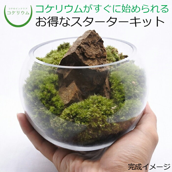 今癒されると話題の苔テラリウム 初心者におすすめの手作りキットは