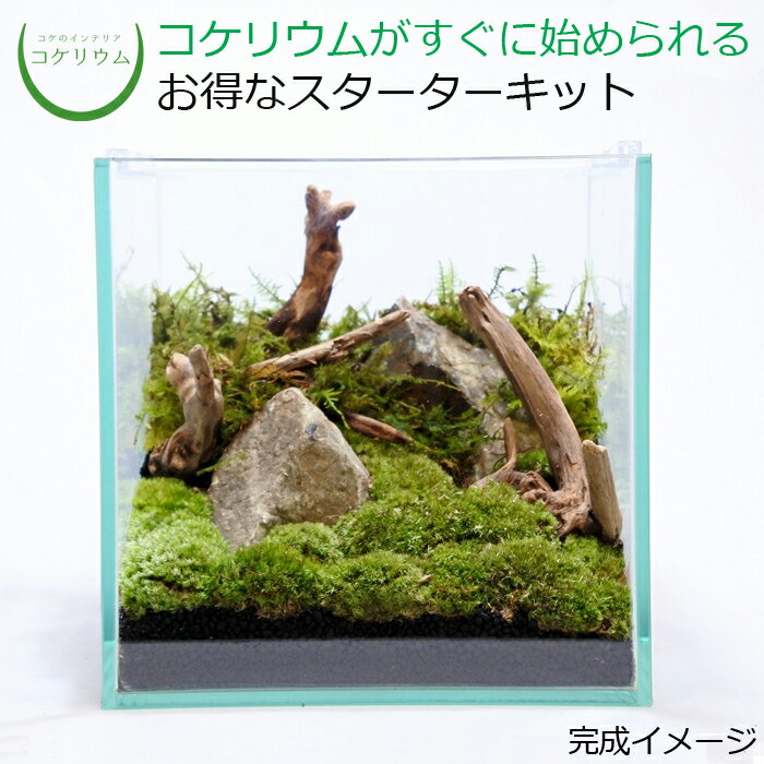 【送料無料 観葉植物 おしゃれ ミニ テラリウム キット コケリウム 苔 コケ 苔テラリウム 苔リウム アクアリウム ア…