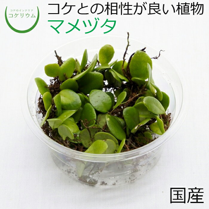 【テラリウム コケリウム シダ シダ植物 山野草 苔 コケ 苔テラリウム 苔リウム アクアリウム アクアテラリウム 観葉植物 園芸 ハイドロカルチャー ガーデニング グリーン インテリア 緑 苔盆栽 癒し moss 初心者 パック】 マメヅタ ミニ