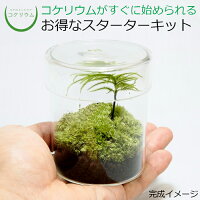 【観葉植物 おしゃれ ミニ テラリウム キット コケリウム 苔 コケ 苔テラリウム 苔リウム アクアリウム アクアテラリウム 園芸 ハイドロカルチャー ガーデニング グリーン インテリア 緑 苔盆栽 癒し moss 初心者 パック セット】 コケリウムキット シリンダーS（フタ付）