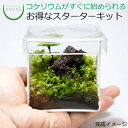 【送料無料 観葉植物 おしゃれ ミニ テラリウム キット コケリウム 苔 コケ 苔テラリウム 苔リウ ...