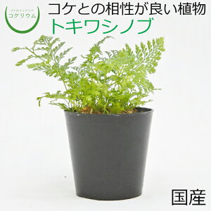 【テラリウム コケリウム シダ シダ植物 山野草 苔 コケ 苔テラリウム 苔リウム アクアリウム アクアテラリウム 観葉植物 園芸 ハイドロカルチャー ガーデニング グリーン インテリア 緑 苔盆栽 癒し moss 初心者】 トキワシノブ