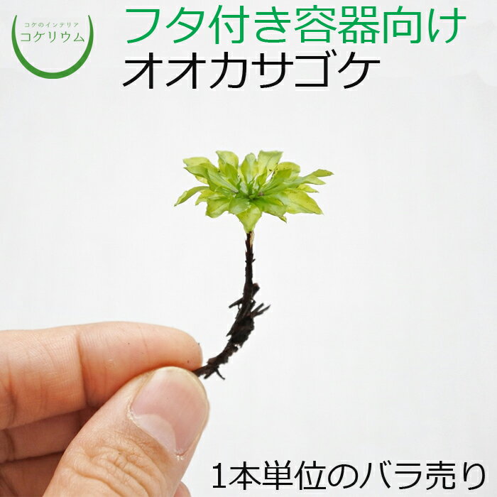 【観葉植物 おしゃれ ミニ テラリウ