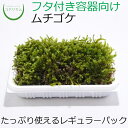 【テラリウム コケリウム 苔 コケ 苔テラリウム 苔リウム アクアリウム アクアテラリウム 観葉植物 園芸 ハイドロカルチャー ガーデニング グリーン インテリ...