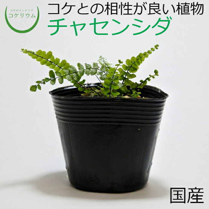 【テラリウム コケリウム シダ シダ植物 山野草 苔 コケ 苔テラリウム 苔リウム アクアリウム アクアテラリウム 観葉植物 園芸 ハイドロカルチャー ガーデニング グリーン インテリア 緑 苔盆栽 癒し moss 初心者】 チャセンシダ