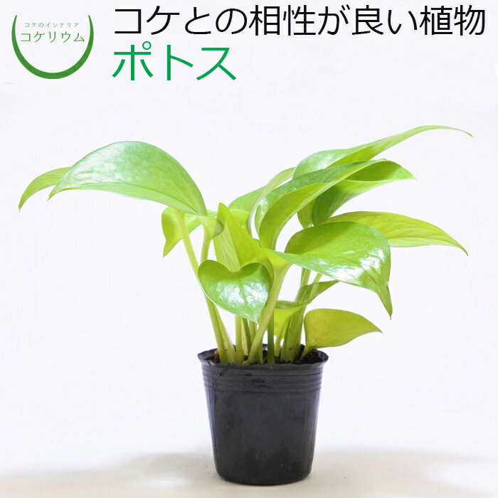 【観葉植物 おしゃれ ミニ テラリウム ミニ観葉 コケリウム 苔 コケ 苔テラリウム 苔リウム アクアリウム アクアテラリウム 園芸 ハイドロカルチャー ガーデニング グリーン インテリア 緑 苔盆栽 癒し moss 初心者】 ポトスのサムネイル