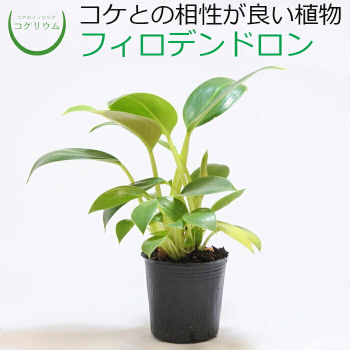 【観葉植物 おしゃれ ミニ テラリウム ミニ観葉 コケリウム 苔 コケ 苔テラリウム 苔リウム アクアリウム アクアテラリウム 園芸 ハイドロカルチャー ガーデニング グリーン インテリア 緑 苔盆栽 癒し moss 初心者】 フィロデンドロンのサムネイル