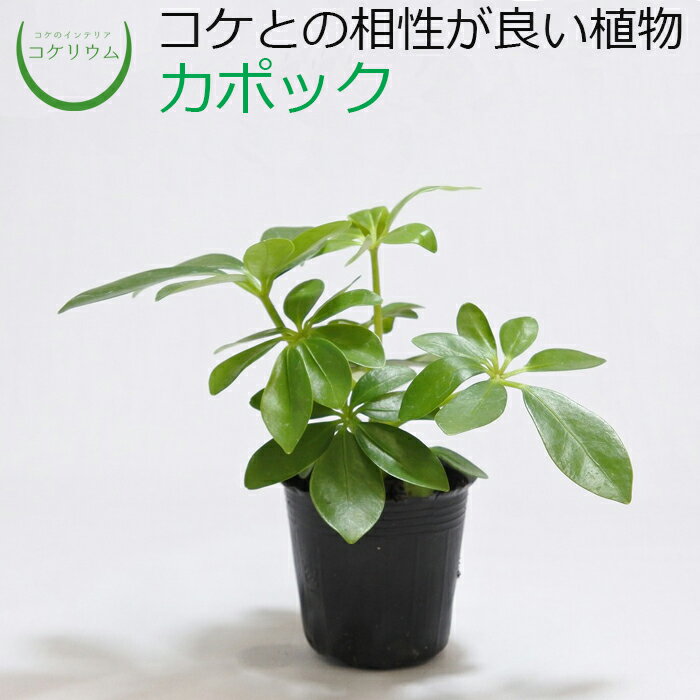 シェフレラ 観葉植物 【観葉植物 おしゃれ ミニ テラリウム ミニ観葉 コケリウム 苔 コケ 苔テラリウム 苔リウム アクアリウム アクアテラリウム 園芸 ハイドロカルチャー ガーデニング グリーン インテリア 緑 苔盆栽 癒し moss 初心者】 カポック