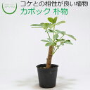 ミニ観葉植物 プチギフト 【観葉植物 おしゃれ ミニ テラリウム ミニ観葉 コケリウム 苔 コケ 苔テラリウム 苔リウム アクアリウム アクアテラリウム 園芸 ハイドロカルチャー ガーデニング グリーン インテリア 緑 苔盆栽 癒し moss 初心者】 カポック 朴物