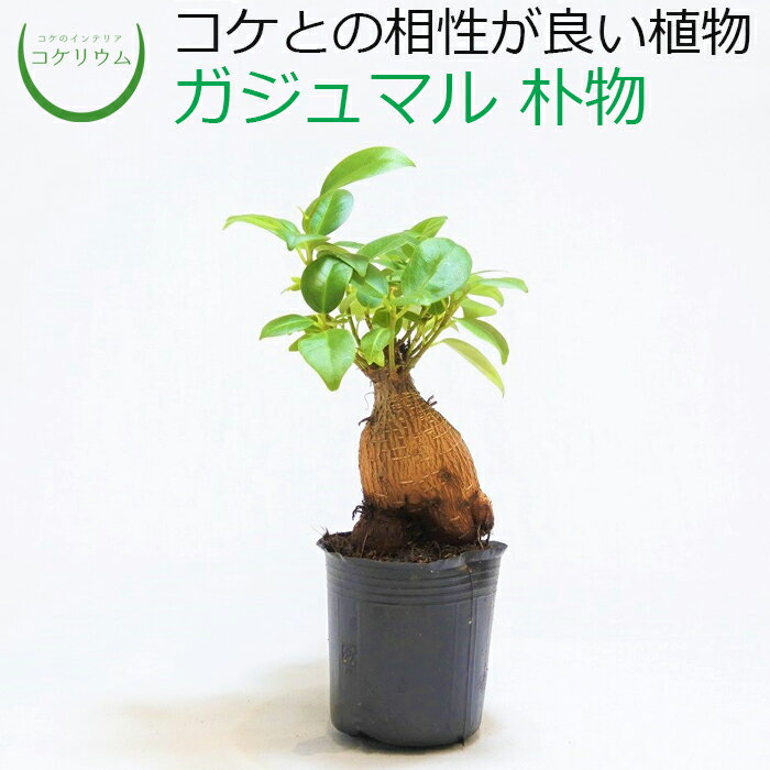 【観葉植物 おしゃれ ミニ テラリウ