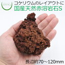 【テラリウム コケリウム 苔 コケ 苔テラリウム 苔リウム アクアリウム アクアテラリウム 観葉植物 園芸 ハイドロカルチャー ガーデニング グリーン インテリ...