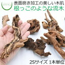 【テラリウム 流木 木 インテリア コケリウム 苔 コケ 苔テラリウム 苔リウム アクアリウム アクアテラリウム 観葉植物 園芸 ハイドロカルチャー ガーデニン...