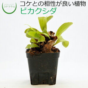 【テラリウム コケリウム シダ シダ植物 山野草 苔 コケ 苔テラリウム 苔リウム アクアリウム アクアテラリウム 観葉植物 園芸 ハイドロカルチャー ガーデニング グリーン インテリア 緑 苔盆栽 癒し moss 初心者】 ビカクシダ ネザーランド