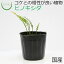 【テラリウム コケリウム シダ シダ植物 山野草 苔 コケ 苔テラリウム 苔リウム アクアリウム アクアテラリウム 観葉植物 園芸 ハイドロカルチャー ガーデニング グリーン インテリア 緑 苔盆栽 癒し moss 初心者】 ヒノキシダ