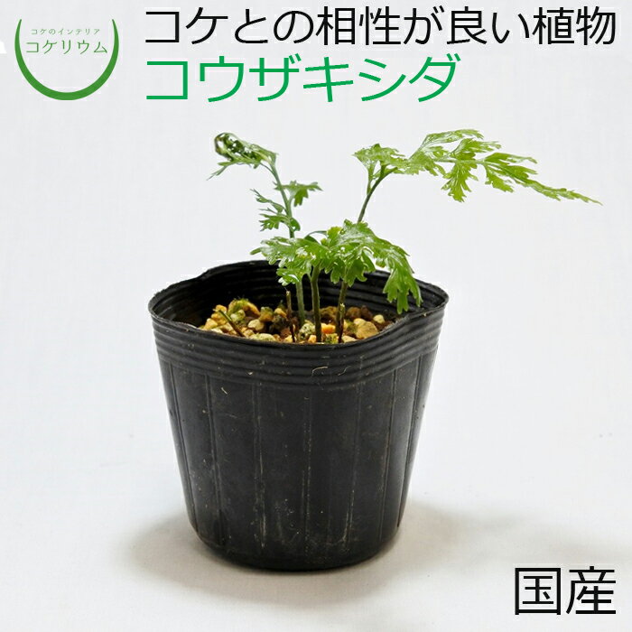 【テラリウム コケリウム シダ シダ植物 山野草 苔 コケ 苔テラリウム 苔リウム アクアリウム アクアテラリウム 観葉植物 園芸 ハイドロカルチャー ガーデニング グリーン インテリア 緑 苔盆栽 癒し moss 初心者】 コウザキシダ