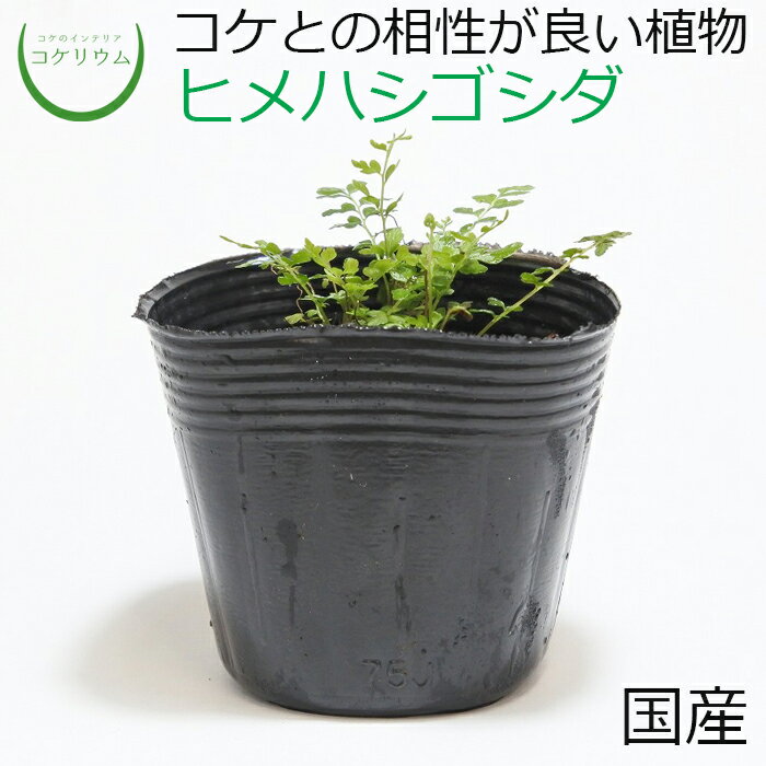 【テラリウム コケリウム シダ シダ植物 山野草 苔 コケ 苔テラリウム 苔リウム アクアリウム アクアテラリウム 観葉植物 園芸 ハイドロカルチャー ガーデニング グリーン インテリア 緑 苔盆…