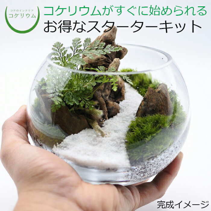 【送料無料 観葉植物 おしゃれ ミニ テラリウム キット コケリウム 苔 コケ 苔テラリウム 苔リウム アクアリウム アクアテラリウム 園芸 ハイドロカルチャー ガーデニング グリーン インテリア 緑 苔盆栽 癒し moss 初心者 パック セット】 コケリウムキット 枯山水