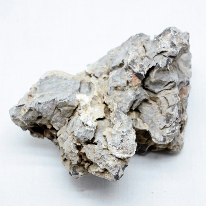 �ڥƥ�ꥦ�� �����ꥦ�� �� ���� �ݥƥ�ꥦ�� �ݥꥦ�� �������ꥦ�� �������ƥ�ꥦ�� ���տ�ʪ ��� �ϥ��ɥ�������㡼 �����ǥ˥� ���꡼�� ����ƥꥢ �� ���ߺ� ���� moss ŷ���� �� �쥤�����ȡ� �Ĳ���S�ʷ�����Ǥ����